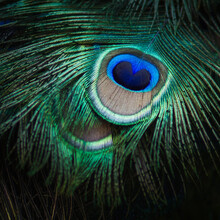 Details Peacock Feather Macro