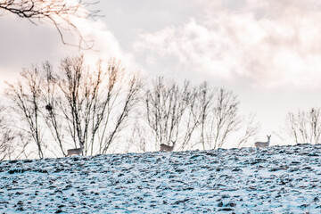 Wall Mural - deers in winter on horizont