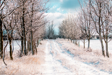 Wall Mural - winter landscape with trees