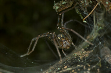 spider on a web