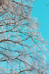 Wall Mural - snow covered branches