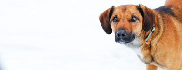 Happy mixed breed dog portrait on white background. Cute view. Banner photo.