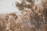 Fototapeta Boho - Pampas grass outdoor in light pastel colors. Dry reeds boho style. Abstract natural background