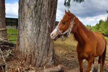 caballos campo alto