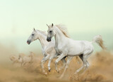 Fototapeta Konie - two arabian stallions running in desert with herd
