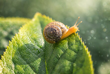Small Snail On A Leaf