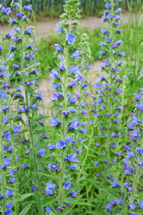 In the field among the herbs bloom Echium vulgare