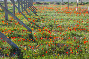 Beautiful red poppy flower field in colorful spring.