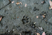 Top View Of Paw Prints Marked On The Mud