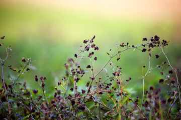 wild flowers in a blurred winter landscape. romantic background. soft colors