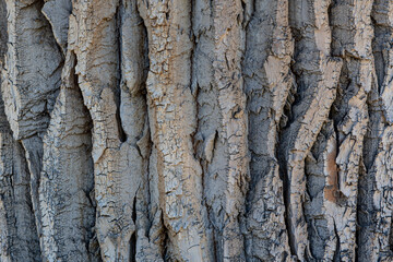  The texture of the bark of a Populus tree trunk- background or backdrop