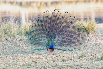 Sticker - India, Madhya Pradesh, Kanha National Park. A male Indian peafowl displaying his brilliant feathers.