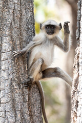 Wall Mural - India, Madhya Pradesh, Kanha National Park. A young northern plains langur watching from its perch in a tree.