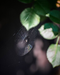 Spiders' Web