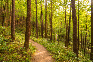  화인산림욕장 산책
