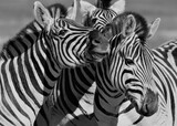 Fototapeta Konie - Close up of Zebras in black and white
