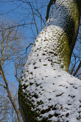 Wall Mural - Detail of a tree trunk covered with snow