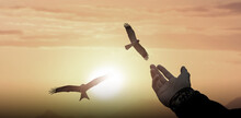 Man Hand Open And Eagles Bird Fly On Sunset.