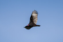Vulture In Flight