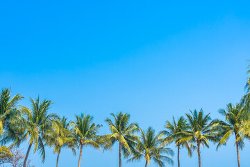 Wall Mural - Beautiful coconut palm tree with sky