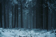 © Phil - forest in winter