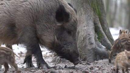 Wall Mural - closeup young wild boars sus scrofa, excited piggy running off into dark woods. wildlife scene of fu