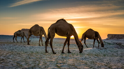 Wall Mural - Beautiful Sunset Desert Landscape with camel near Al Sarar Saudi Arabia.Selective focused background blurred.