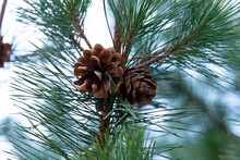 Close-up Low Angle View Of Pine Cones On Branch