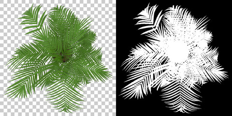 House plant top view isolated on background with mask. 3d rendering - illustration