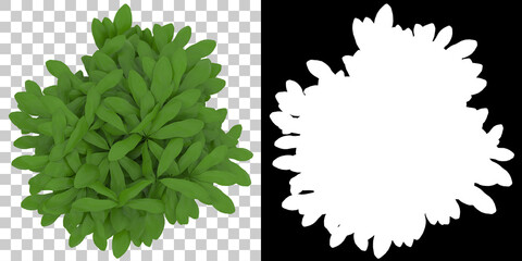 Wall Mural - House plant top view isolated on background with mask. 3d rendering - illustration