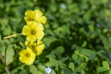 Wall Mural - Spring yellow wildflower