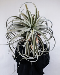 Sticker - Vertical shot of a female holding a Tillandsia xerographica potted plant near a white wall