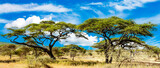Acacia trees in Africa