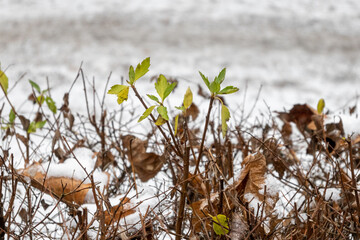 Wall Mural - winter