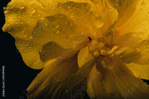 Obraz Dibond Close-up Of Wet Yellow Flowering Plant During Rainy Season
