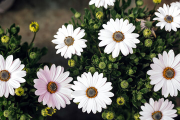 Wall Mural - Macro photography of beautiful white bellis perennis daisiy flowers blooming during spring