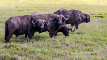 Buffalos In Africa