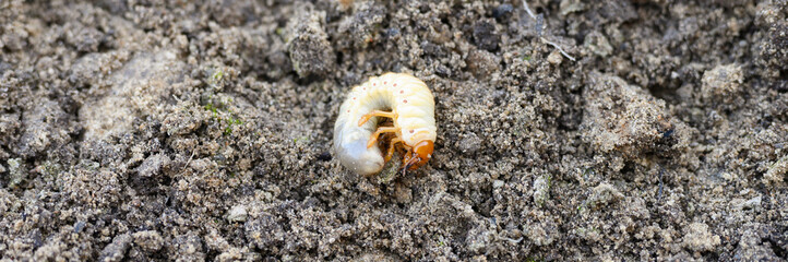 the larva of the may beetle or cockchafer bug on the loosened soil spring in the garden. banner