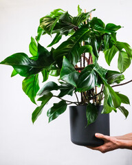 Sticker - Vertical shot of a male holding a Philodendron maximum potted plant near a white wall