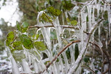 Frozen Branch 11