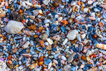 Bright Coloured Assorted Seashells On A Seashore 