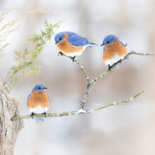 Three Bluebirds On Branch