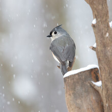 Tufted Titmouse In Snow