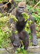 A Western gorilla (Gorilla gorilla) Africa Gabon.
