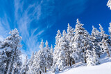Fototapeta Na ścianę - Winter fir and pine forest covered with snow and blue sky in jeseniky czech Mountain winter forest