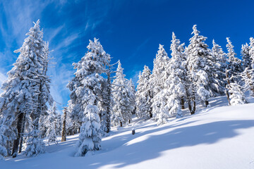 Winter fir and pine forest covered with snow and blue sky in jeseniky czech Mountain winter forest