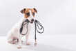 The dog holds a leash in his mouth on a white background. Jack russell terrier calls the owner for a walk.