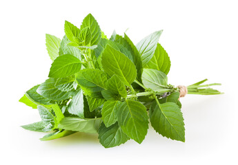 Wall Mural - Bunch of mint isolated on white background