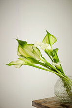 White Calla Lily In A Vase 