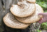 Fototapeta Lawenda - Pheasant back mushrooms on tree